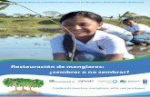 Restauración de manglares: ¿sembrar o no sembrar? · 2017-07-26 · Recuadro 1 Por qué los manglares restaurados ecológicamente sobreviven más y funcionan mejor Los manglares
