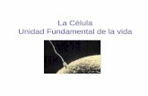 La Célula Unidad Fundamental de la vidabiblioteca.esucomex.cl/RCA/La célula. Unidad fundamental... · 2019-03-27 · La teoría celular Estos estudios y los realizados posteriormente