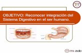 OBJETIVO: Reconocer integración del Sistema Digestivo en ...€¦ · Etapas del proceso digestivo Ingestión: Los alimentos son triturados por los dientes y mezclados con la saliva.