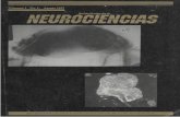 vol. 1 nº11997 - CIDBIMENAcidbimena.desastres.hn/RHN/Pdf/1997/Pdf/Vol1-1-1997.pdf103 Dr. Salvador Moneada 114 Asociación Hondureña de Neurología 115 Personalidad Jurídica 119
