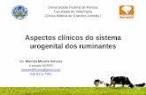 Aspectos clínicos do sistema urogenital dos ruminantes · 2014-04-22 · Aspectos clínicos do sistema urogenital dos ruminantes . Núcleo de Pesquisa, Ensino e Extensão em Pecuária