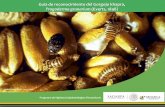Guía de reconocimiento del Gorgojo khapra, … · 2019-04-18 · encontrarse larvas en material envasado o dentro de estructuras de almacenamiento. Harris, 2015. Las larvas presentan