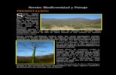 Serrán: Biodiversidad y Paisaje · 2010-10-25 · A medida que aumenta la altura; Bosque Seco de Colina (desde los 400 hasta los 1200 msnm) el palo santo (Bursera graveolens) se