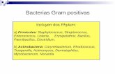 Bacterias Gram positivas · Bacterias esféricas de 0.5 a 1.5 de diámetro, que se dividen formando racimos. Anaerobios facultativos, catalasa positivos, oxidasa negativos, inmóviles.