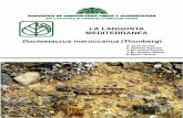 ADENDA: LA LANGOSTA MEDITERRANEA …...anuales; 2, región seca de la Peninsula, cuyo límite señala el área de invasión, potencial, de las plagas de Dociostaurus maroccanus Thunb.;