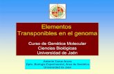 Elementos Transponibles en el genoma - Universidad de Jaén · Hueco en el ADN Transposición Reparación doble cadena Secuencia repetidarepetida Transposición Copia madre Copia