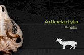 Artiodactyla Venados - Metropol · Son los consumidores primarios por excelencia en las cornunidades biológicas. Se alimentan de una gran cantidad de material vegetal, que convierten
