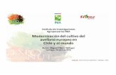 Instituto de Investigaciones Agropecuarias INIA ... · efecto de la densidad de plantacion y el uso de portainjertos sobre la produccion (kg/ha), c.v. giffoni de 1 aÑo establecimiento