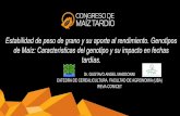 Estabilidad de peso de grano y su aporte al rendimiento. … · 2018-10-08 · 4-DETERMINACIÓN DEL PESO DE LOS GRANOS EN CONDICIONES POTENCIALES 150 170 190 210 230 250 270 290 310