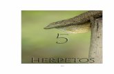 5. HERPETOS - CORTOLIMA · 2012-11-01 · de Encuentro Visual y Acústico (MEVA), en donde se realizaron recorridos entre las 18:00 y 23:00 horas del primer día y las 6:00 y 9:00