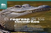 Cocodrilo de pantano (Crocodylus moreletii) regreso de los ... · que hoy en día está catalogado como Vulnerable. Al cocodrilo de pantano (Crocodylus moreletii), que también estuvo