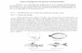 Tipos ecológicos de peces continentales · 8.2. l. Clasificación por el tipo de ambiente donde viven 8.2.1.1. Peces de fondo Estos peces Viven sobre el lecho, son integrantes del