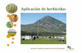 Aplicación de herbicidasAplicación de herbicidas · Ensayo de herbicidas contra ballueca de Tabar Tratamiento % superficie cubierta Eficacia (%) Atlantis+Biopower+GF-1362 9,00 ab