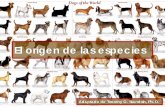 El origen de las especiesorigens.org/wp-content/uploads/2019/04/El-origen-de-las... · 2019-04-30 · de la evolución. Porque ese era el problema de Darwin: para establecer la plausibilidad