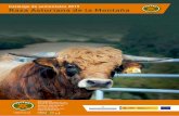 Catálogo de sementales 2019 Raza Asturiana de la Montaña · Criador: Julián Collado González Localidad: Lamasón Provincia: Cantabria Nombre: Regaleto I.A. Crotal: AM-36259-RD