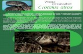 Víbora de cascabel Crotalus atrox - Birmex · El crótalo diamante occidental o cascabel diamantina del oeste (Crotalus atrox) Es también conocido por el nombre común de "cascabel
