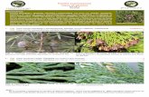 Familia Cupressaceae - Biodiversidad Virtual · Ramillas dispuestas en un solo plano. Foto 7: Tetraclinis articulata. Estróbilos maduros; en el de la izquierda se numeran las cuatro