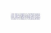 GLUCÓLISIS - WordPress.com · 2013-09-23 · 2.- El aminoácido específico alanina, producido en el músculo mediante el ciclo glucosa alanina. En un proceso paralelo, denominado