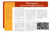 Hongos - Universidad Autónoma de Ciudad Juárez Tecnicas 2019/16. Hongos... · ri, uno de los primeros en interesarse por el estudio de estos orga-nismos propuso que se les considerara