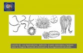 Lección 49.- Los Equinodermos. Definición, sinopsis ... · PDF file Phylum. Echinodermata Class. Crinoidea Class. Asteroidea + Concentricycloideos Class. Ophiuroidea Class. Echinoidea