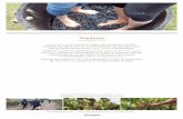 Vendimia - Bodega Séptima › ... › 5 › 2014 › 10 › La-Vendimia.pdf · Vendimia La vendimia es un momento mágico para cualquier viticultor: el trabajo de todo el año se
