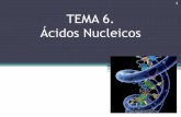 TEMA 6. Ácidos Nucleicoscepa-gabecquer.centros.castillalamancha.es/sites/...tema_6._acidos... · Tipos de ácidos nucléicos Diferencias entre ADN y ARN: •por el glúcido (pentosas)