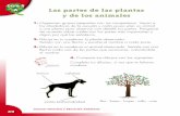 Guía 5 A Las partes de las plantas y de los animalesevirtual.recintodelpensamiento.com/wp-content/uploads/2020/04/CN… · de acuerdo sobre cuáles son las partes más importantes