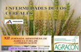 ENFERMEDADES DE LOS CEREALES - wdreams.com Cereales Enfermedades AGRACON... · 2016-03-31 · En los cereales, cuando se habla de enfermedades se hace referencia a los trastornos