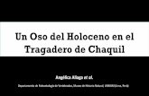 Un Oso del Holoceno en el Tragadero de Chaquilcuevasdelperu.org/Conferencias/Chachapoyas2018/Aliaga.pdf · CARACTERÍSTICAS DEL OSO DE ANTEOJOS Zonas dome se localiza 18.000 ejemplares