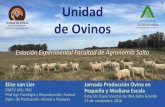 1 Unidad de Ovinosºblicos/INIA Salto Grande... · Total de ovejas servidas (n) 203 143 60 Total ovejas paridas (n) 165 115 50 Total corderos nacidos (n) 191 133 58 Total corderos