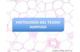 HISTOLOGÍA DEL TEJIDO ADIPOSO - histolab.com.cohistolab.com.co/images/2017/histologia/8.-Tejido-adiposo2.pdf · Tejido conectivo adiposo blanco Células adiposas blancas • Son