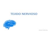 12. Tejido nerviosohistolab.com.co/images/2017/histologia/12.-Tejido-nervioso.pdf · Composición Tejido Nervioso Neuronas Sostén SNC SNP Glía Schwann (Neurolemmocitos) Céls satélite