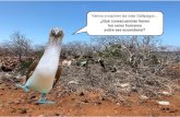 Vamos a explorer las Islas Galápagos…Vamos a explorer las Islas Galápagos… ¿Qué consecuencias tienen los seres humanos sobre ese ecosistema? Title: Essential Question-Galápagos