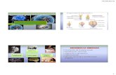 Diapositiva 1 - Amazon Web Servicesecaths1.s3.amazonaws.com/fbpe/5794755969580769816... · Autónomo Simpático Parasimpático Talamo Hipotalamo Epitalamo . 14/04/2019 3 SISTEMA ...