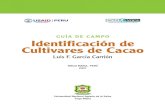 IDENTIFICACIÓN DE LOS CULTIVARES DE CACAO - GUIA DE …...en la tarea de sistematización de la identificaciónde los clones de cacao existentes ... 1 = verde 2 = verde pigmentado