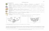 Hipertextos del Área de la Biología - Hydrangea arborescens. Saxifragaceae.pdf · 2004-10-22 · Detalle de las flores (Figuras extraídas de Lorenzi y Moreira de Souza, 2001) Fig.