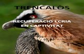 TRENCALÒS - UAB Barcelona · - Àguila imperial Accipitridae (Aquila heliaca). - Aligot (comú) Accipitridae (Buteo buteo). ... Centrant-nos en la Península Ibèrica, l’última