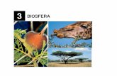 Tema BIOSFERA I [Modo de compatibilidad]...Biosfera: Es el conjunto formado por todos los seres vivos que habitan la tierra. Los límites están entre los aproximadamente 6500 m de