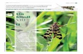Podeu consultar totes les pàgines a: bloc.regio7.cat/fauna Un … · La mosca escorpí fa al voltant dels mm d'envergadura i té el cos de color negre i groc i les ales, estretes