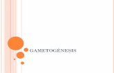 GAMETOGÉNESIS · La ovogénesis es la gametogénesis femenina, es decir, es el desarrollo y diferenciación del gameto femenino u óvocito mediante una división meiótica. En este