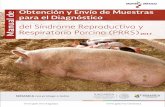 del Síndrome Reproductivo y Respiratorio Porcino …...Síndrome Reproductivo y Respiratorio del Cerdo (PRRS). Manual de Obtención y Envío de Muestras para el Diagnóstico del índroe