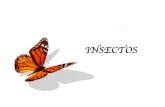 INSECTOS - artescolegioingles.files.wordpress.com · INSECTOS. Page 2 Esta semana estará dedicada al mundo de los insectos…¿cómo son?, ¿de qué color?, ¿tienen ojos?, ¿antenas?,