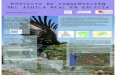 PROYECTO DE CONSERVACIÓN DEL ÁGUILA REAL EN GALICIAXures N.P. Located in Ourense, last breeding area for the species, started in 2001 a reintroduction program from captive breed