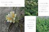 t (Page 1) - Kishiwadaウンラン（ゴマノハグサ科） 「海の蘭」というだけあって，とってもかわいらしい花です． ハマウド（セリ科） ハマボウフウとおなじセリ科ですが，