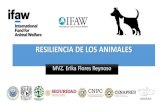 RESILIENCIA DE LOS ANIMALES - gob.mx · En las familias de comunidades indígenas Castañeda F., 2019. RESILIENCIA Capacidad para enfrentarse, mantenerse y reponerse ante un evento
