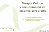 Lab. de Terapia Celular en Neuropatologías manuel.alvarez ... · Epilepsia en España España tiene actualmente 250.000 pacientes epilépticos, cuyo tratamiento supone un coste de