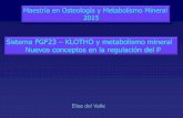 Sistema FGF23 KLOTHO y metabolismo mineral Nuevos …€¦ · Nuevos conceptos en la regulación del P Elisa del Valle Maestría en Osteología y Metabolismo Mineral 2015 . FGF23/Klotho
