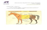 Asociación Equitación como Terapia€¦ · Web viewAsociación Equitación como Terapia C/ Antracita nº 3 28045 Madrid info@equitacionterapia.com 616251200 PARTES DEL CABALLO Grupa,