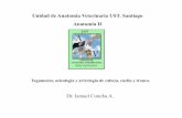 Unidad de Anatomía Veterinaria UST. Santiago Anatomía II AV… · Osteología : CRÁNEO vista dorsal •Techo del cráneo (Frontal vs parietal) •Proceso cornual •Agujero y surco