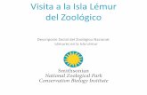 Descripción Social del Zoológico Nacional: Lémures en la Isla Lémur · Ellas nadan en el agua, caminan en la isla y se sientan al sol. Quizás vea una cascada que haga sonidos